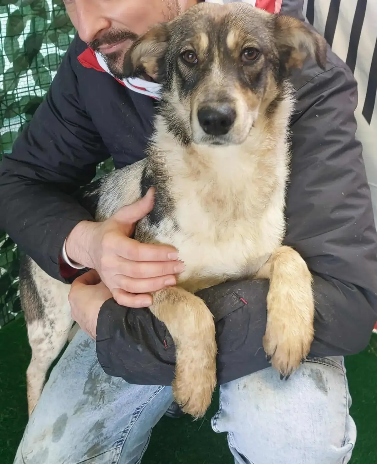 Adoption Dune