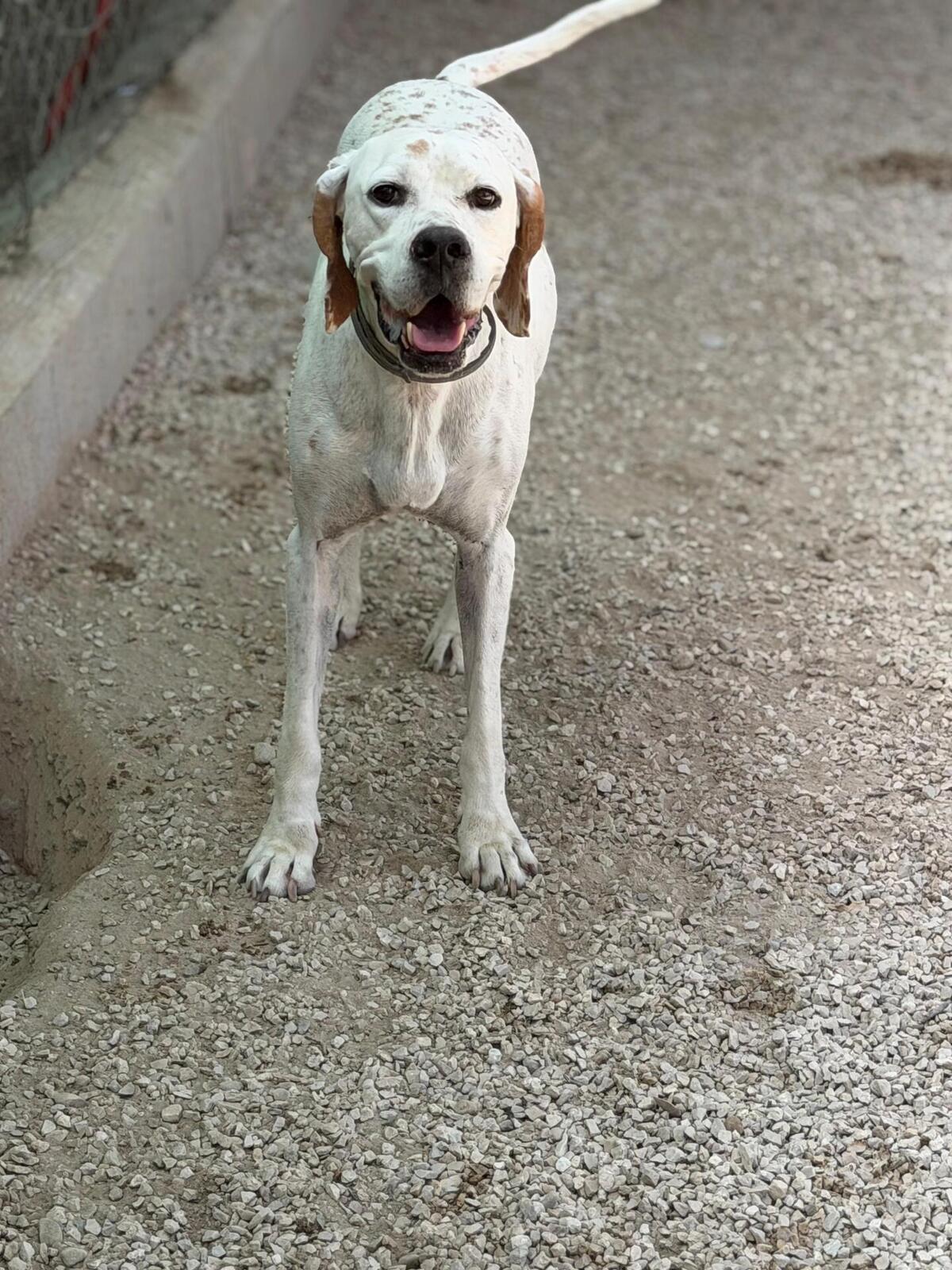 Adoption Blanquita