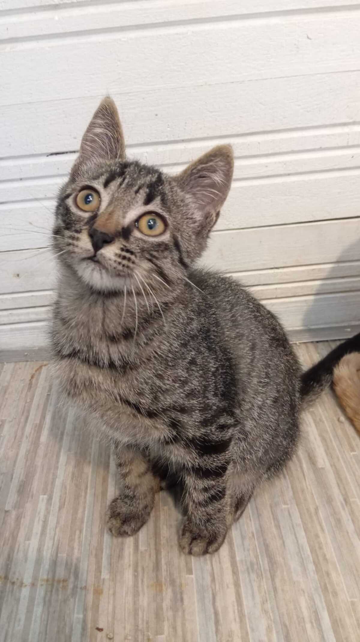 Adoption Malo