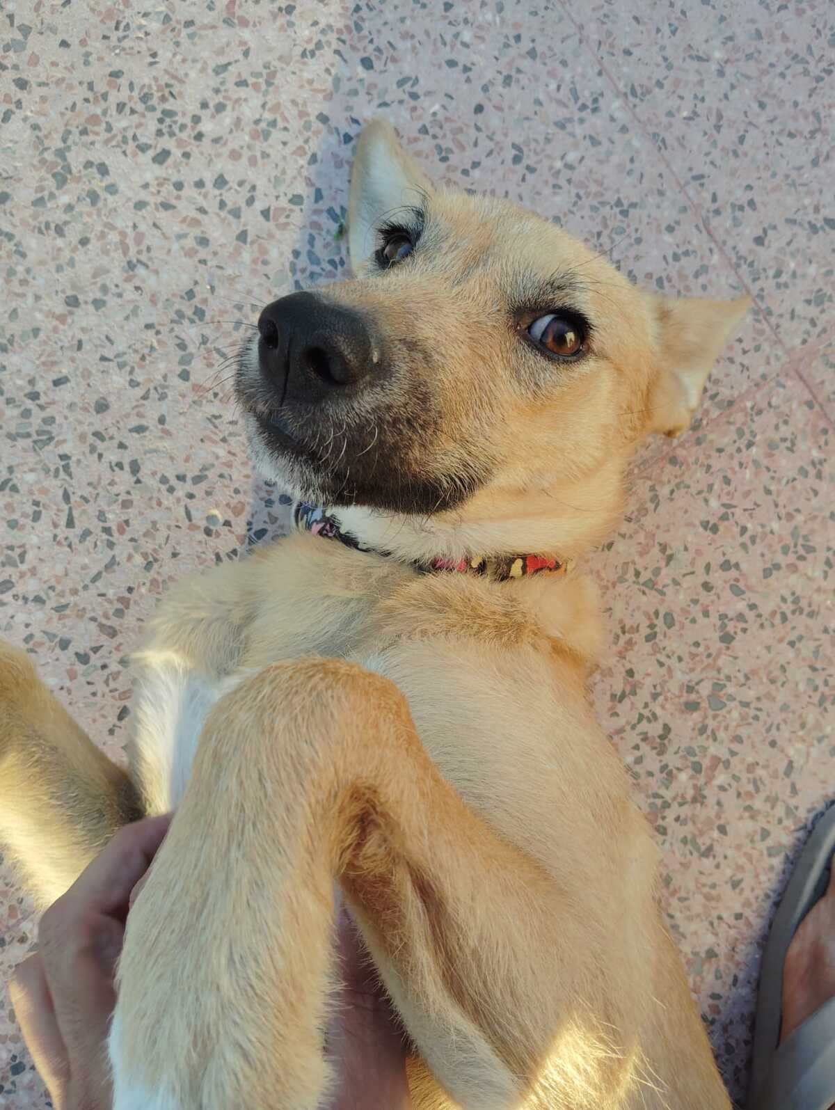 Adoption Cala