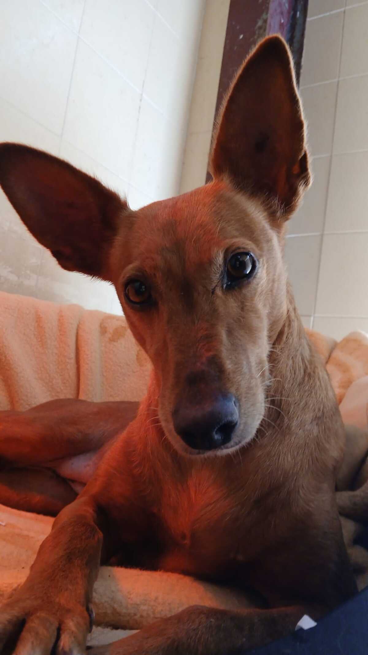 Adoption Vilma