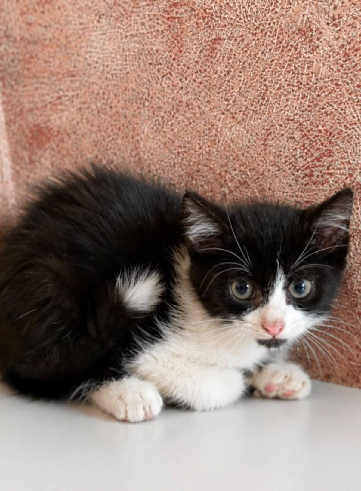 Adoption Jean