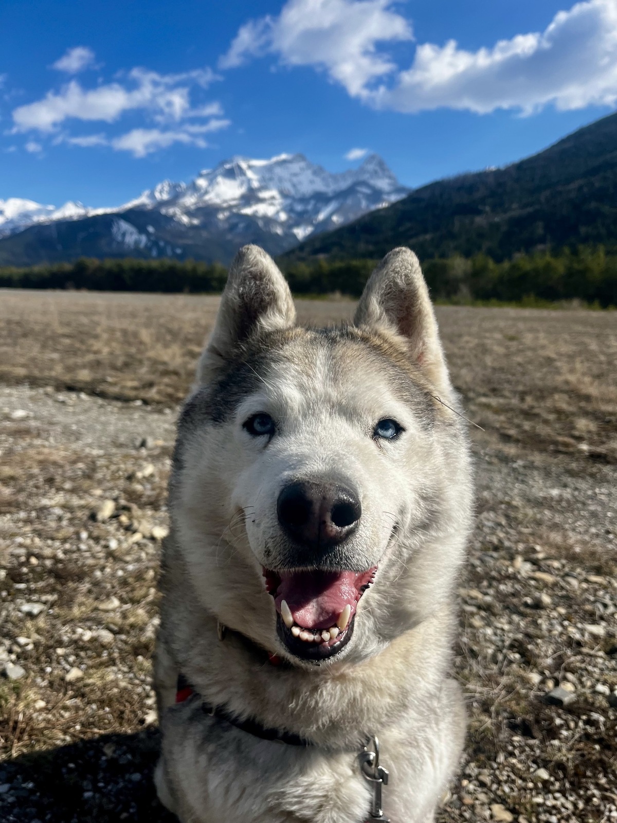 Adoption Niro