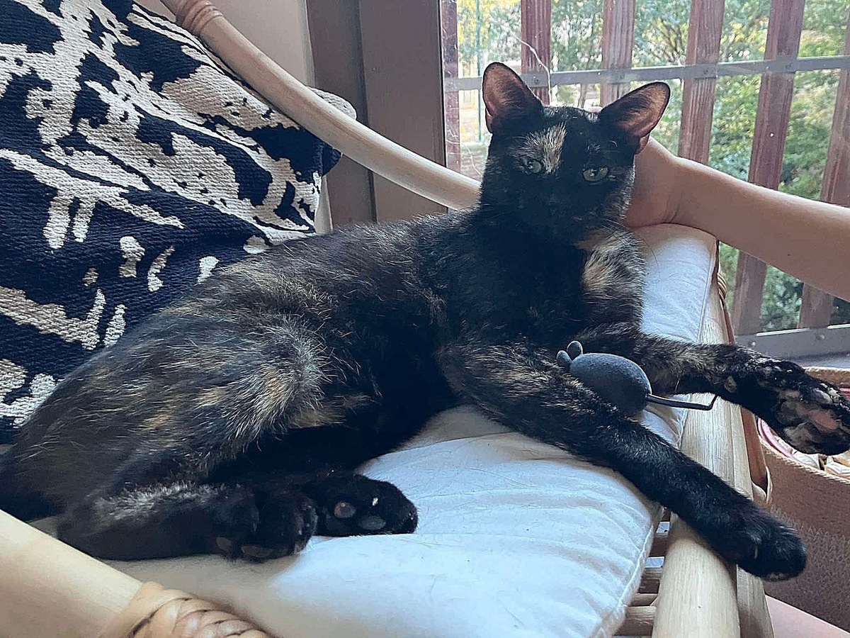 Adoption Babette