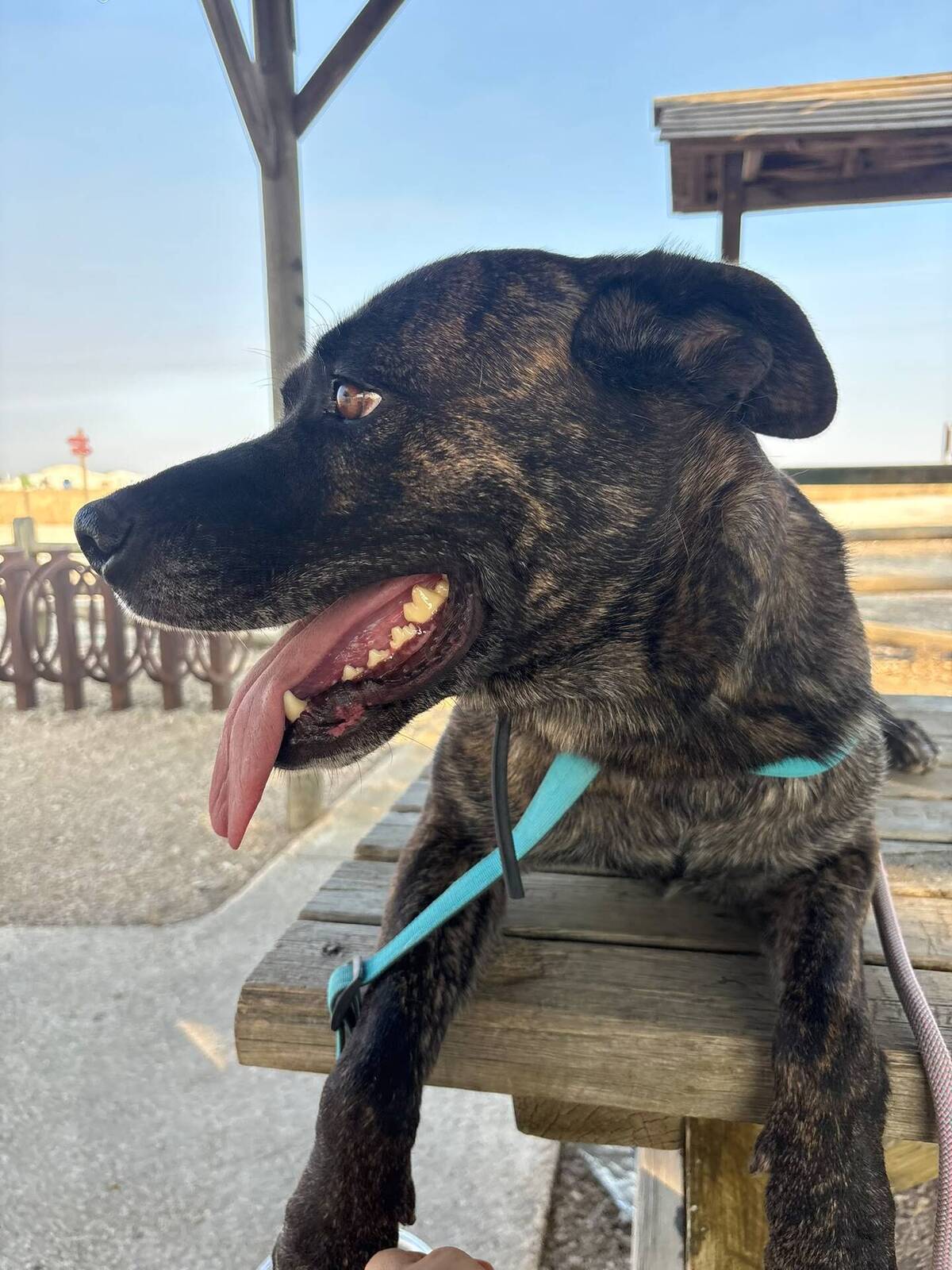 Adoption Ana