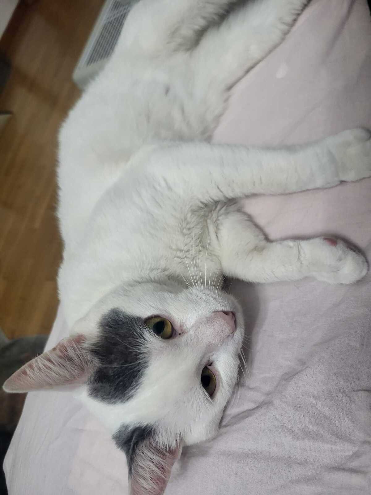 Adoption Sven