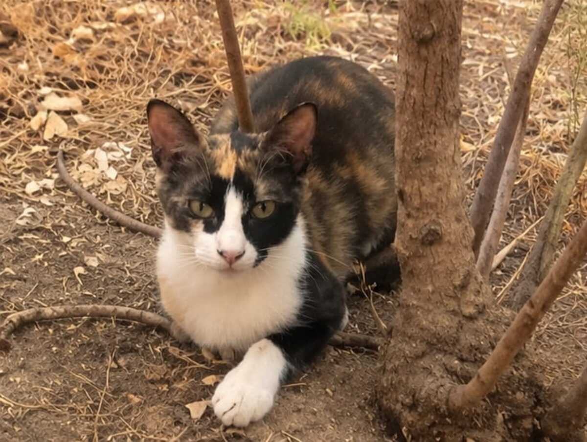 Adoption Chanel