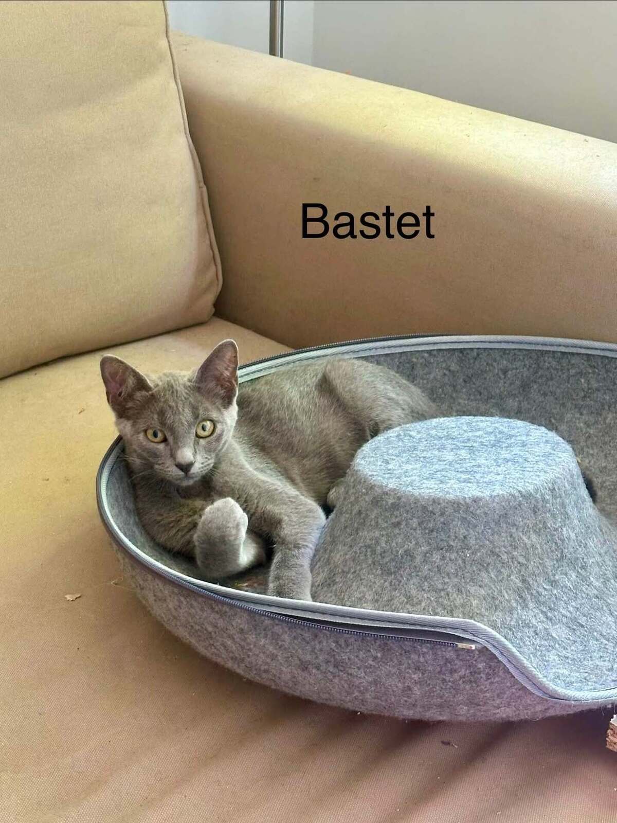 Adoption SMOCKY et BASTET
