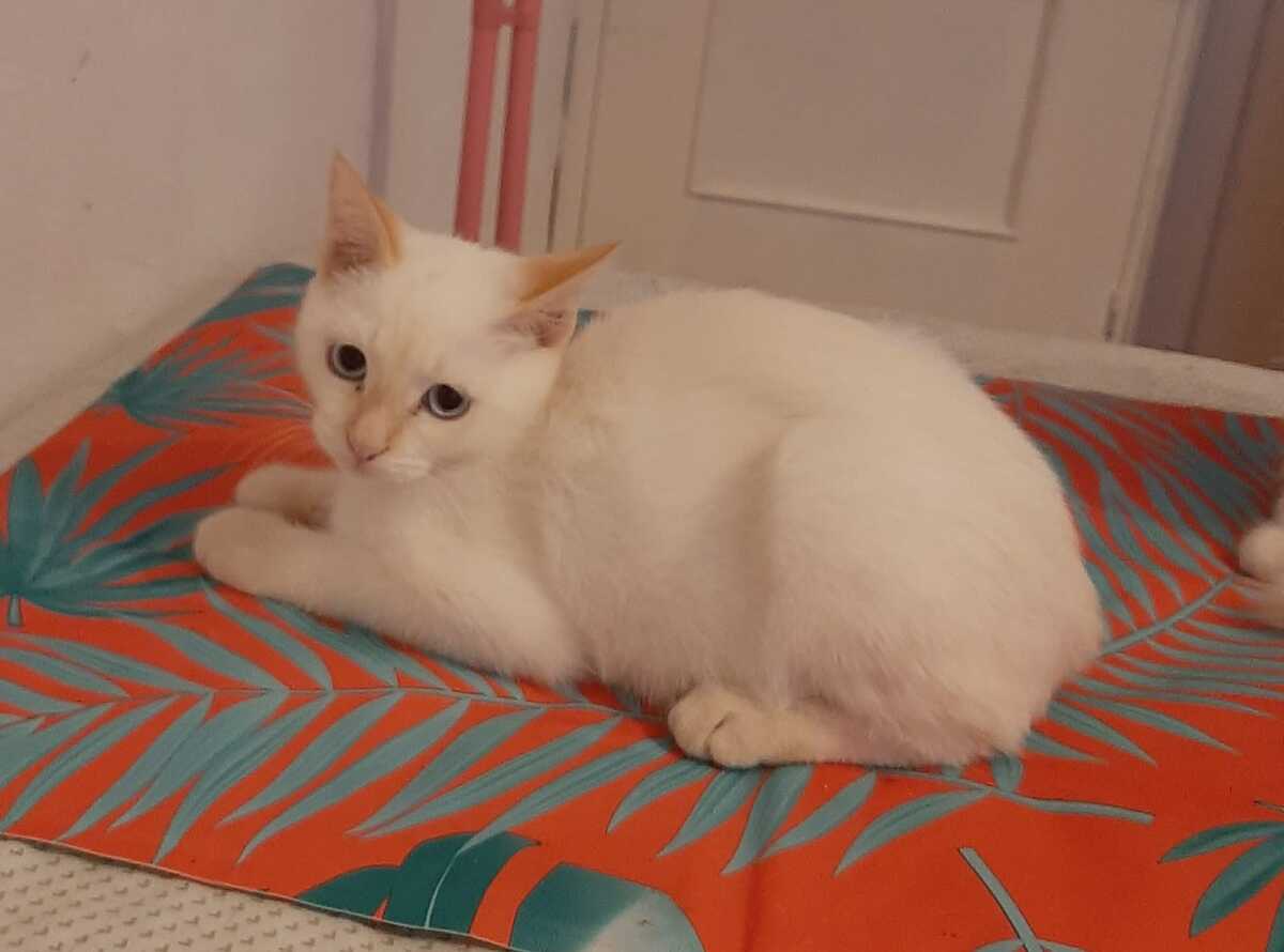 Adoption Eduard