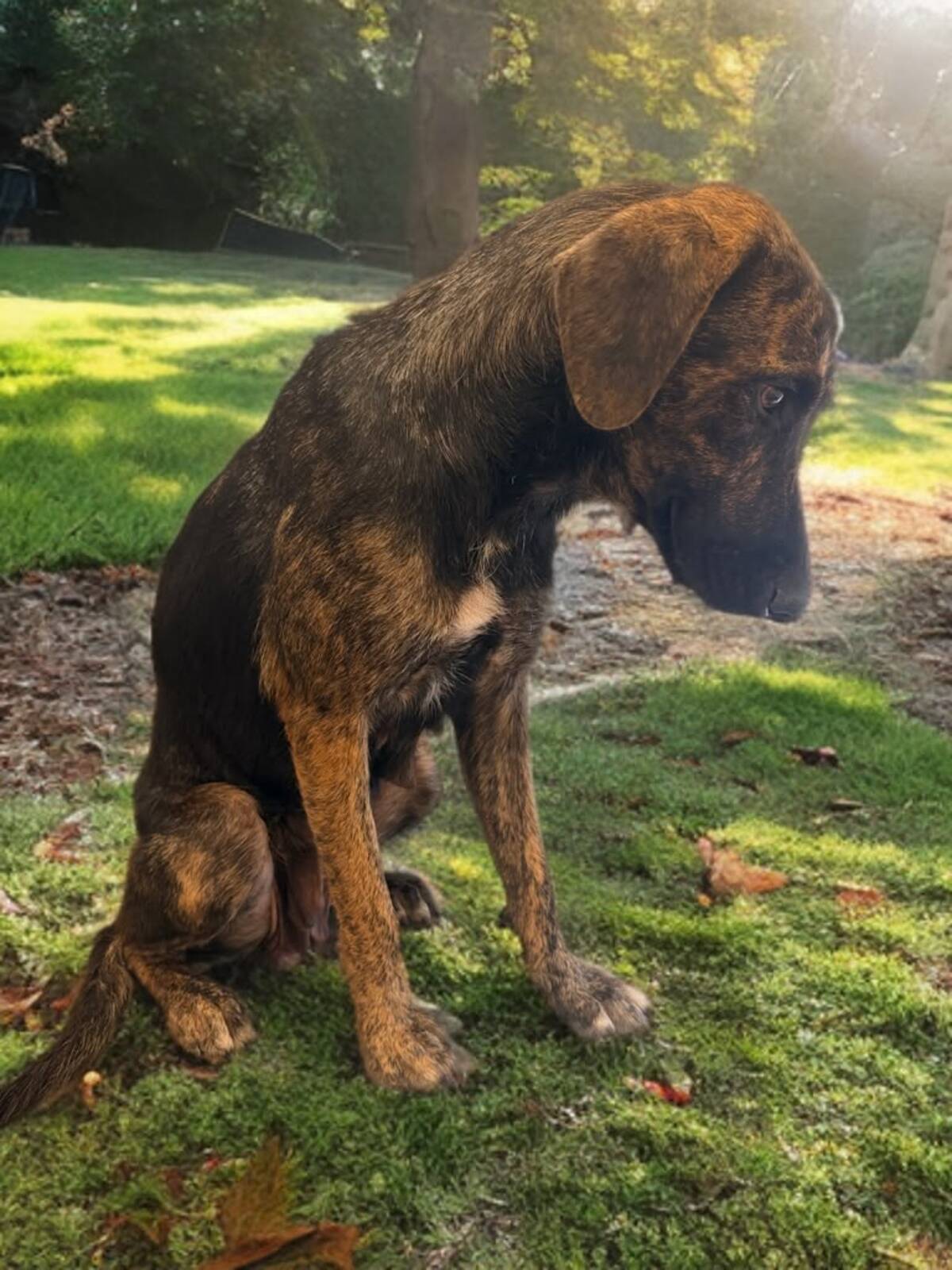 Adoption Shiva