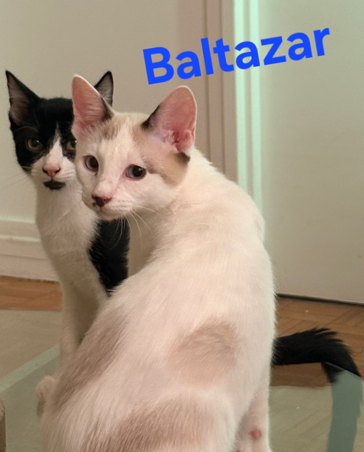 Adoption Baltazar 