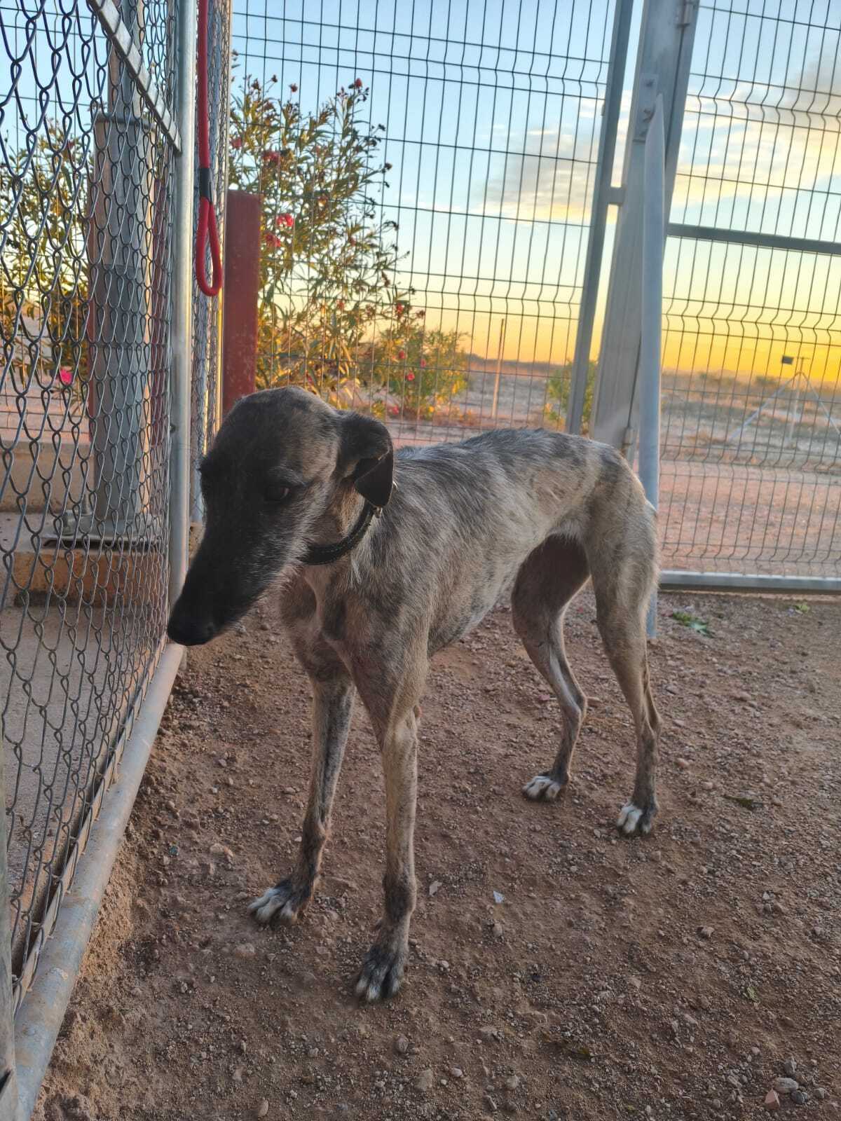 Adoption Fanny