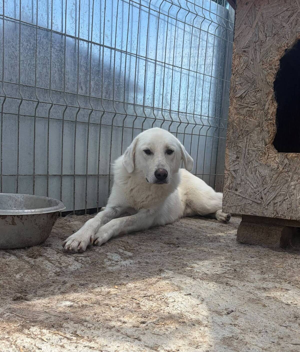 Adoption Marley