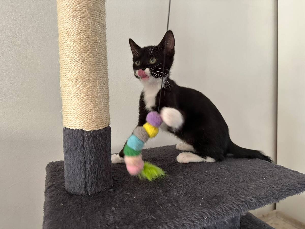 Adoption Azerty