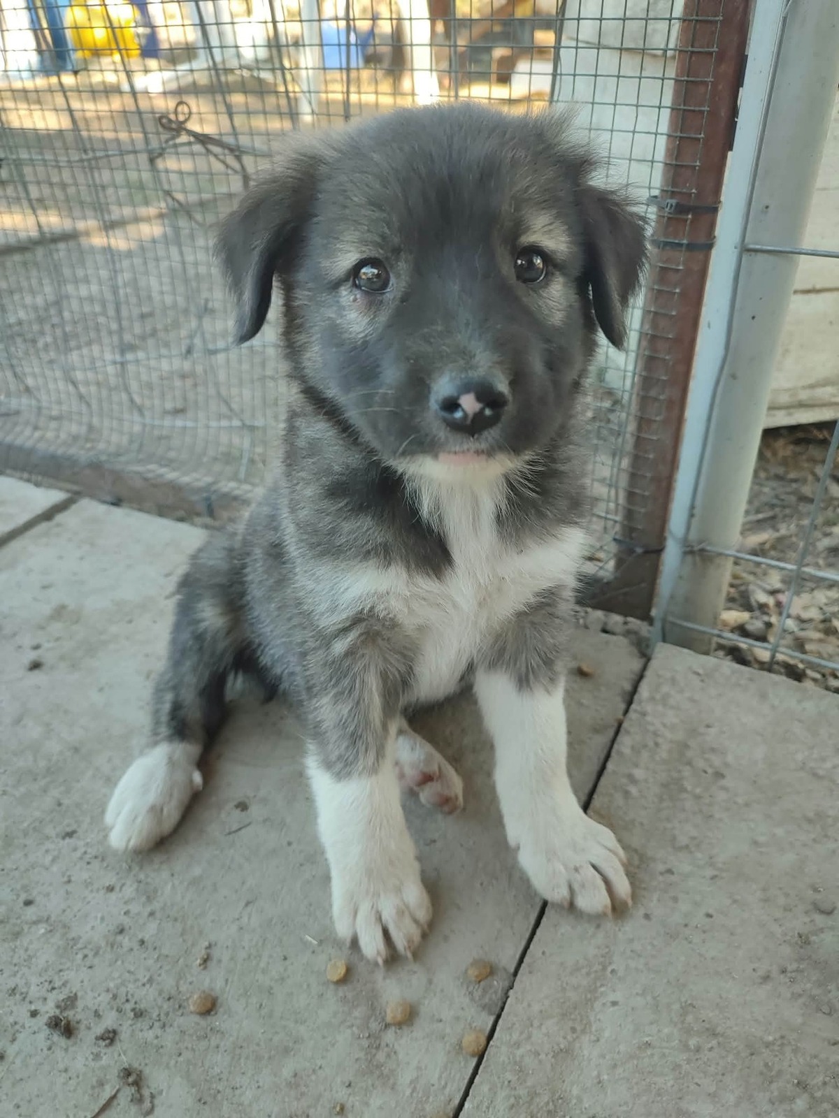 Adoption Chiots