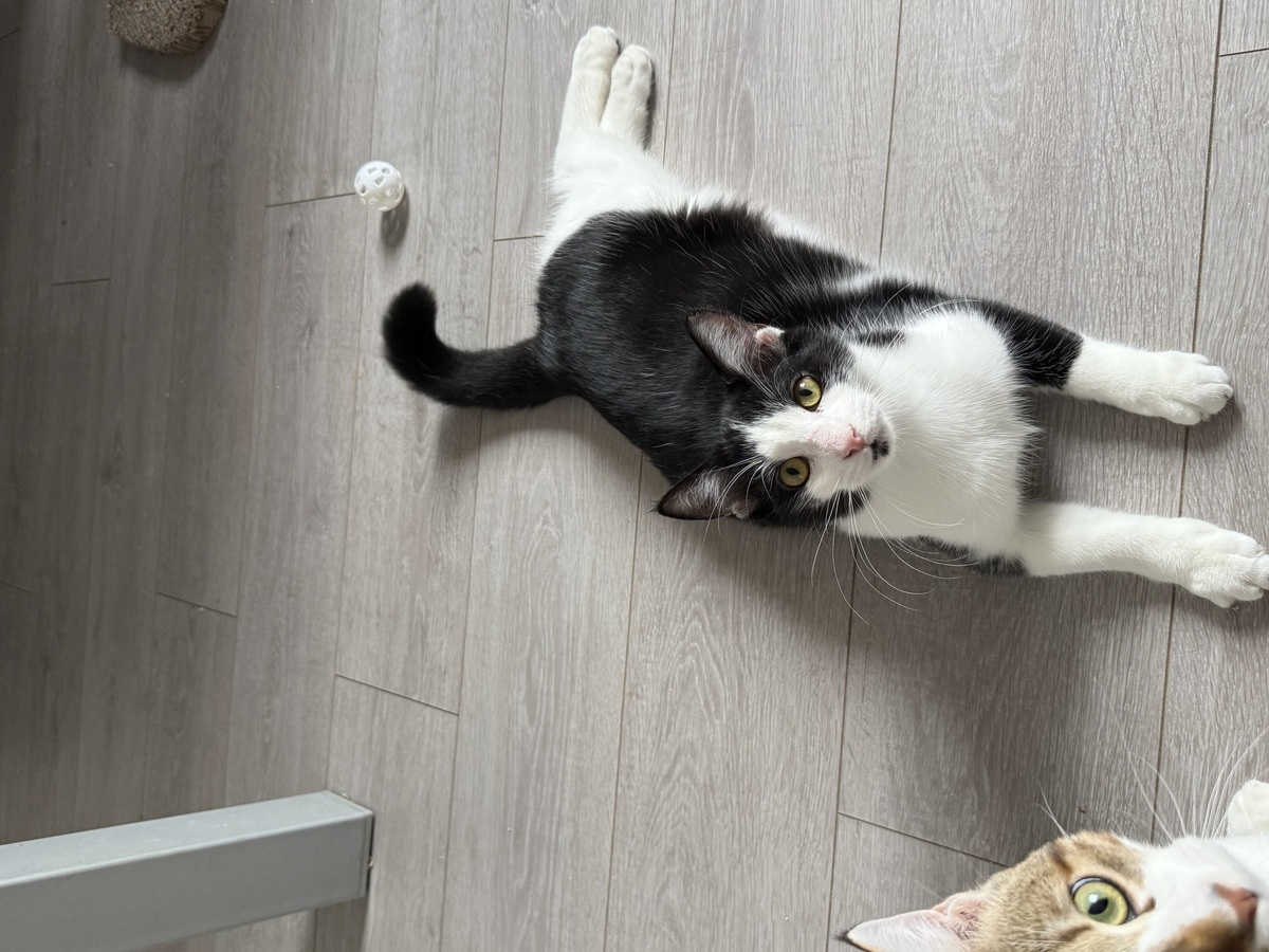 Adoption Ozzy et Eliott