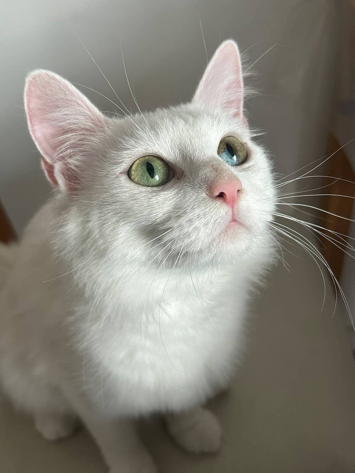 Adoption Kira