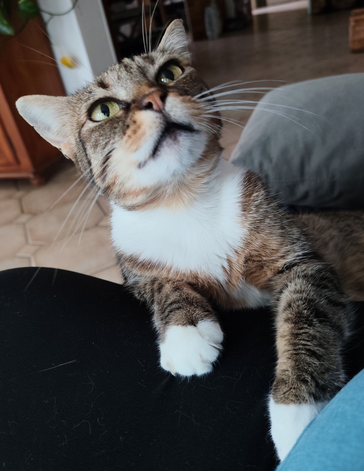 Adoption Minette