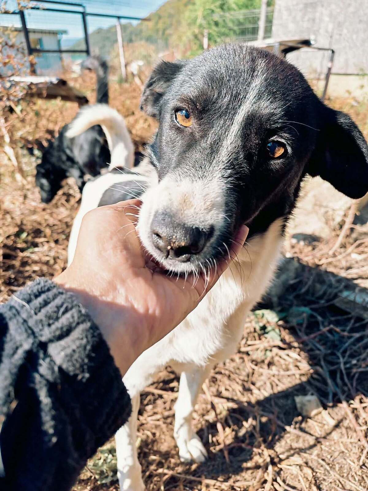 Adoption Lotta