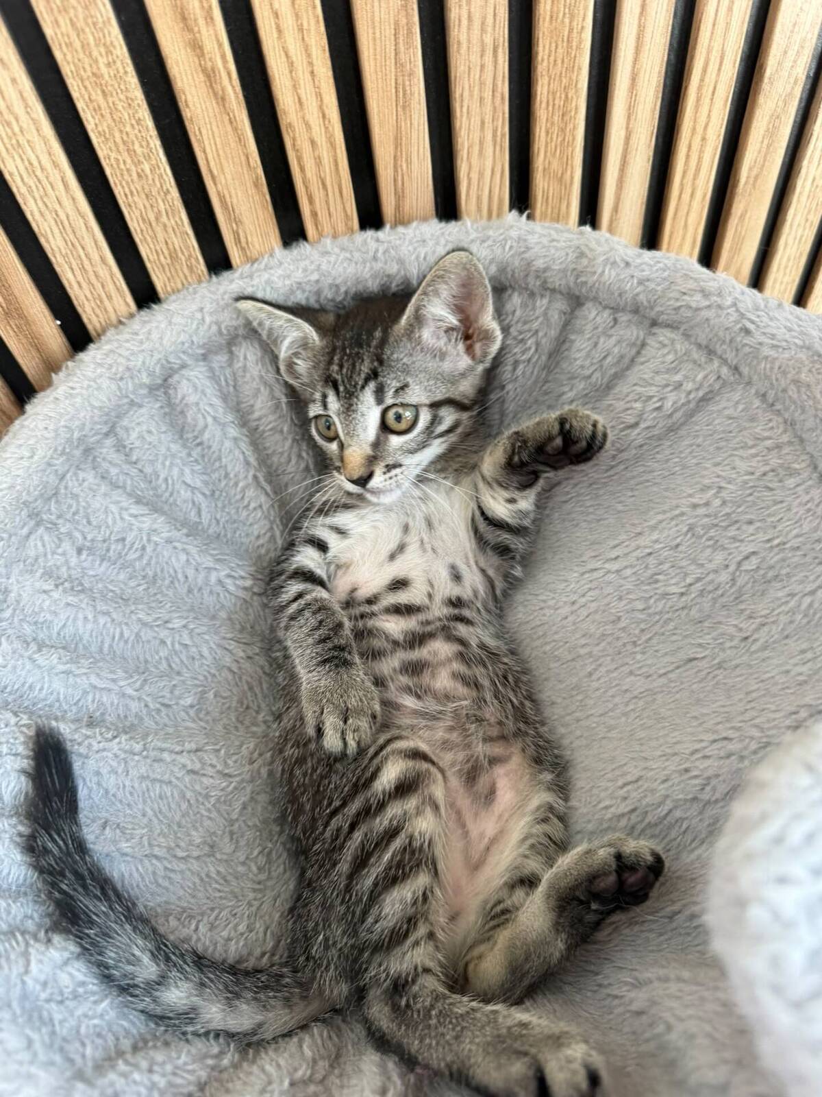 Adoption Juana