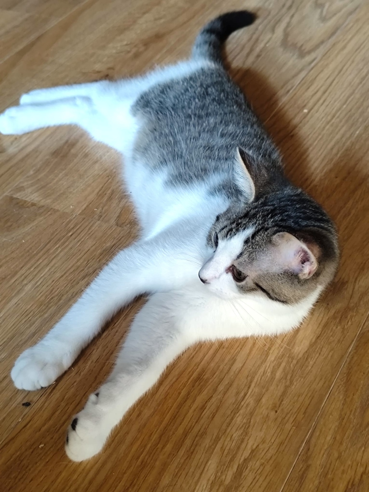 Adoption Cookie