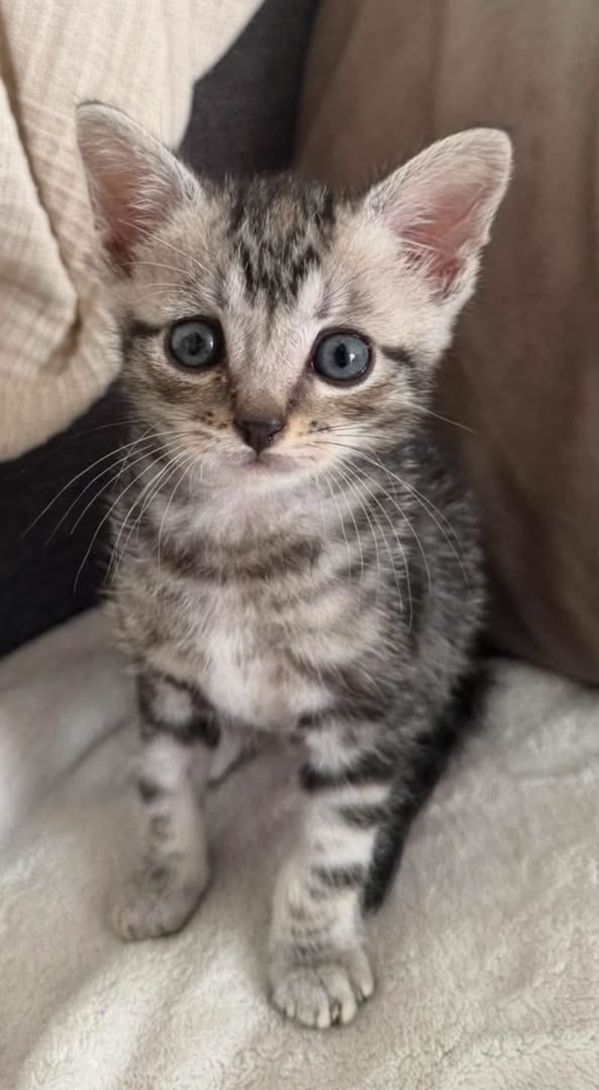 Adoption Goudurix 