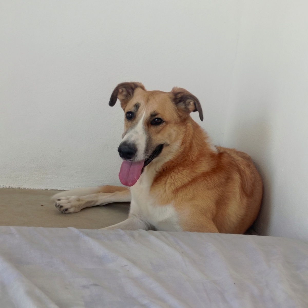 Adoption Capi