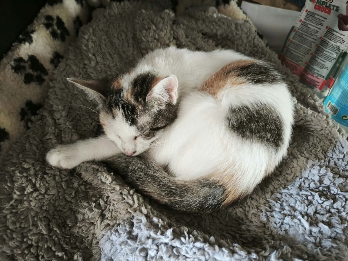 Adoption Quenelle