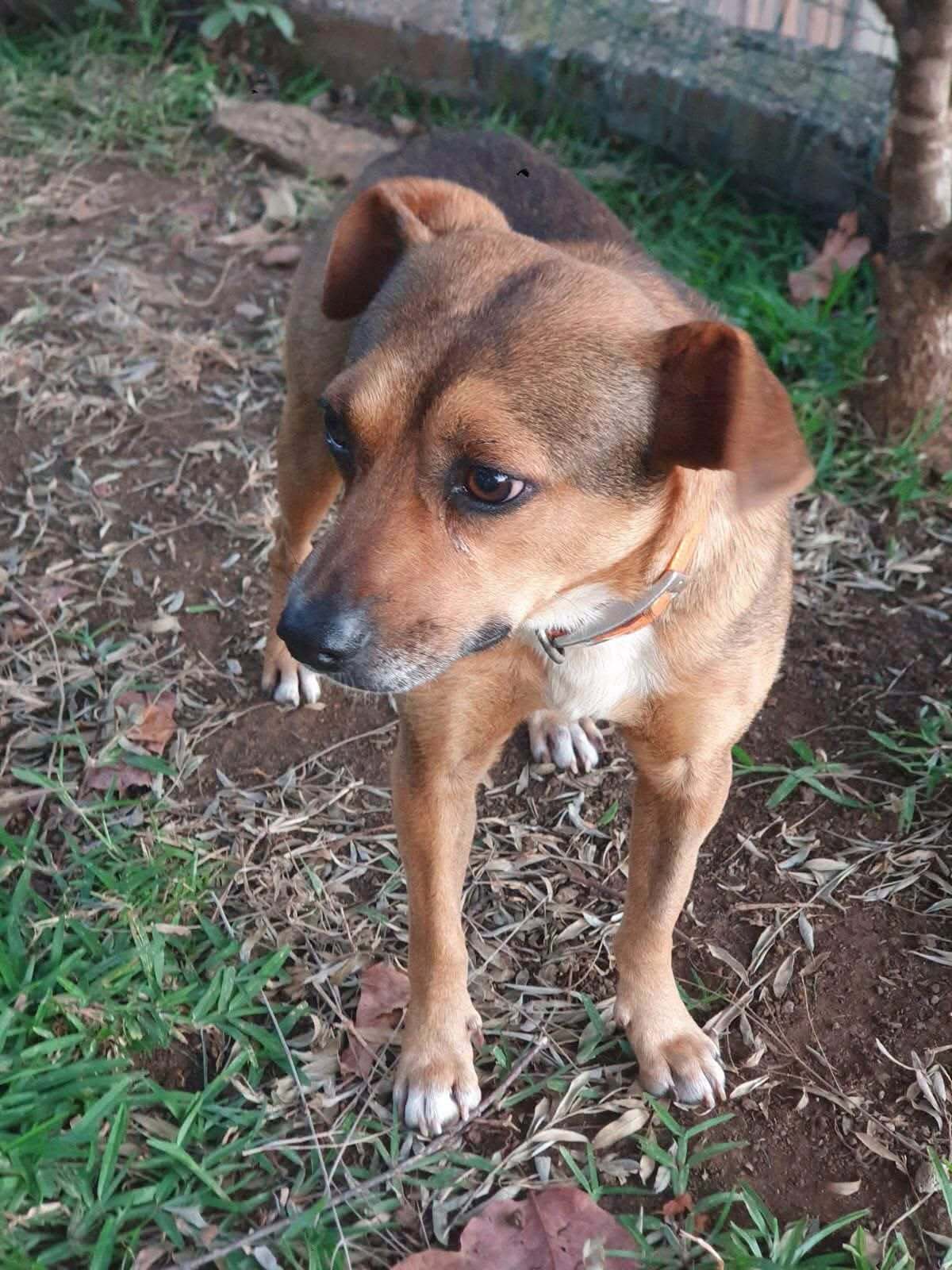 Adoption Snoopy
