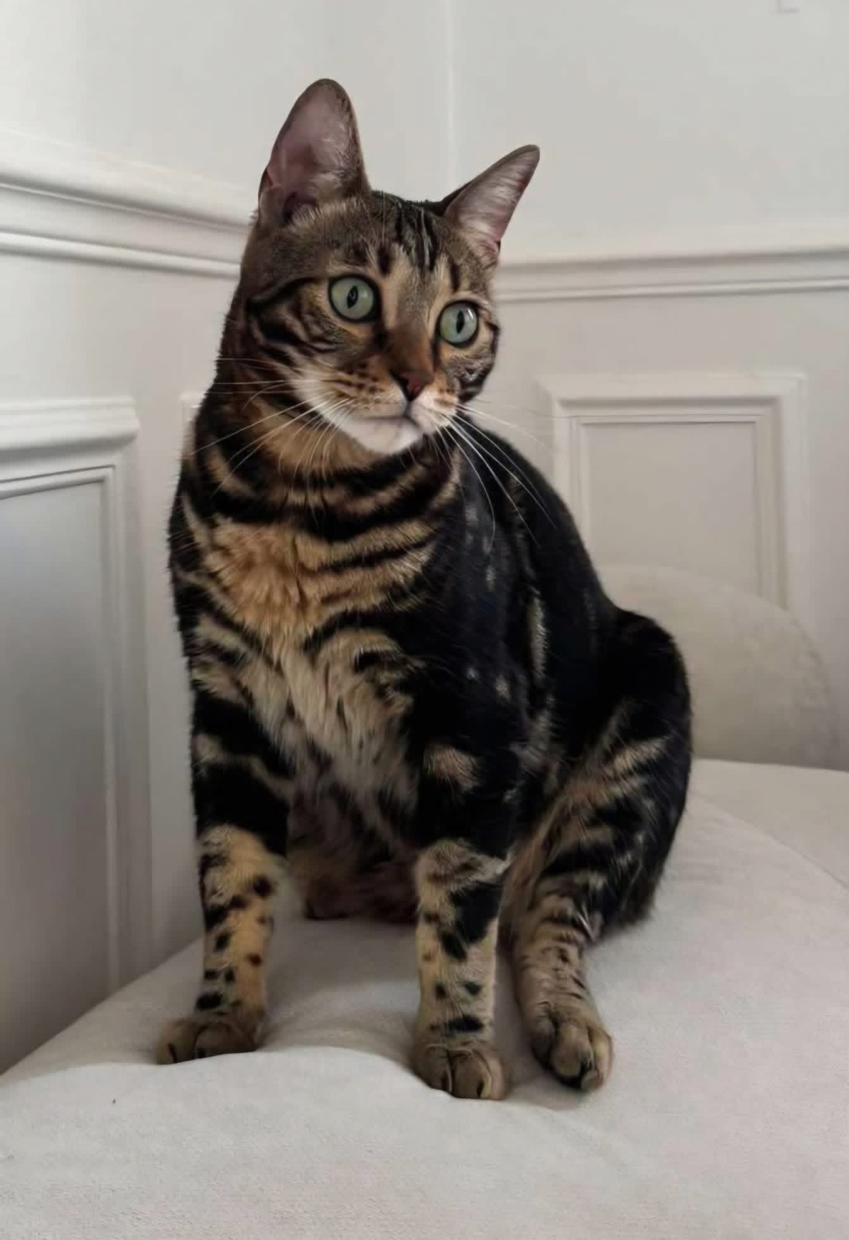 Adoption Santano 