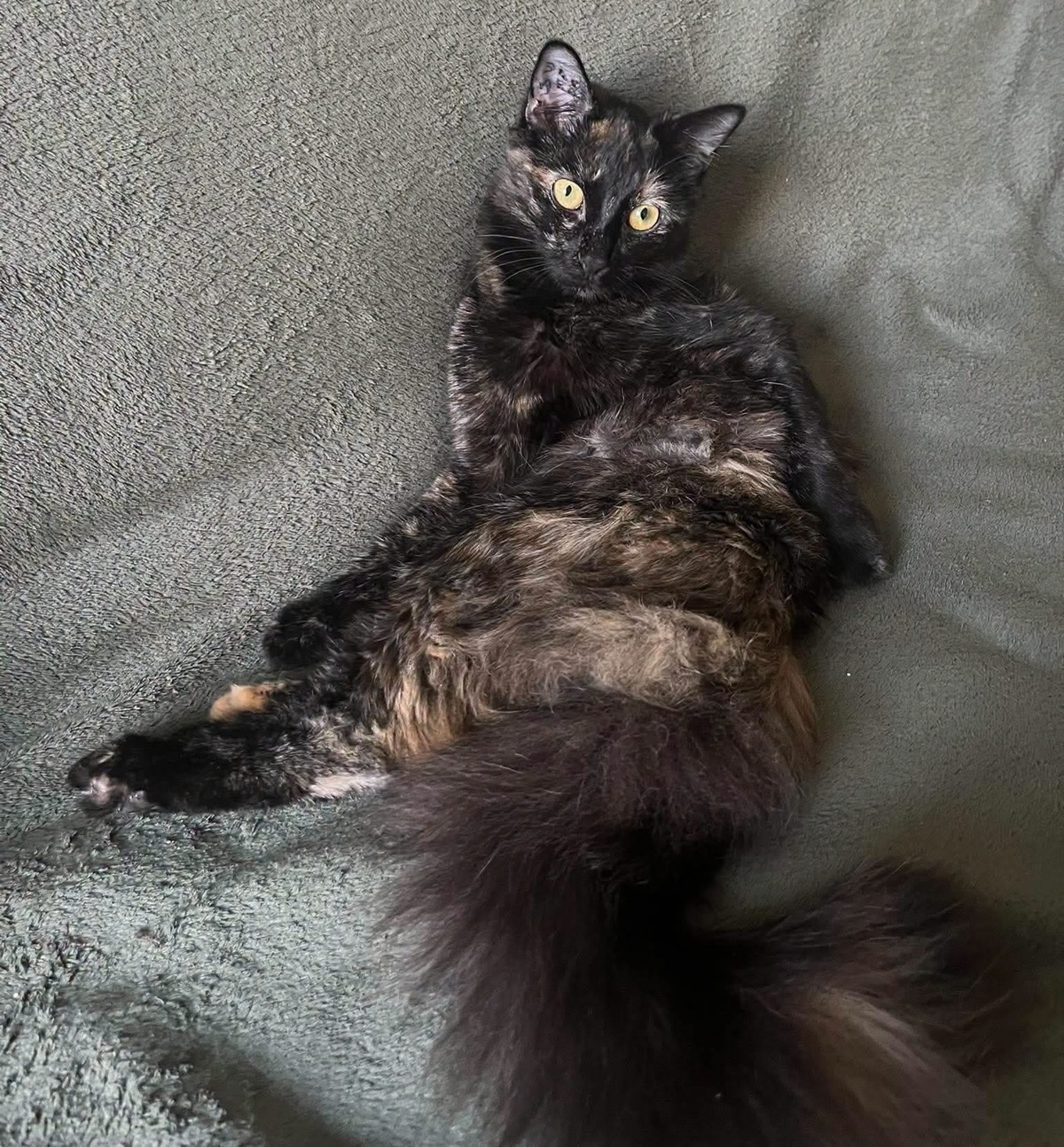 Adoption LEYA