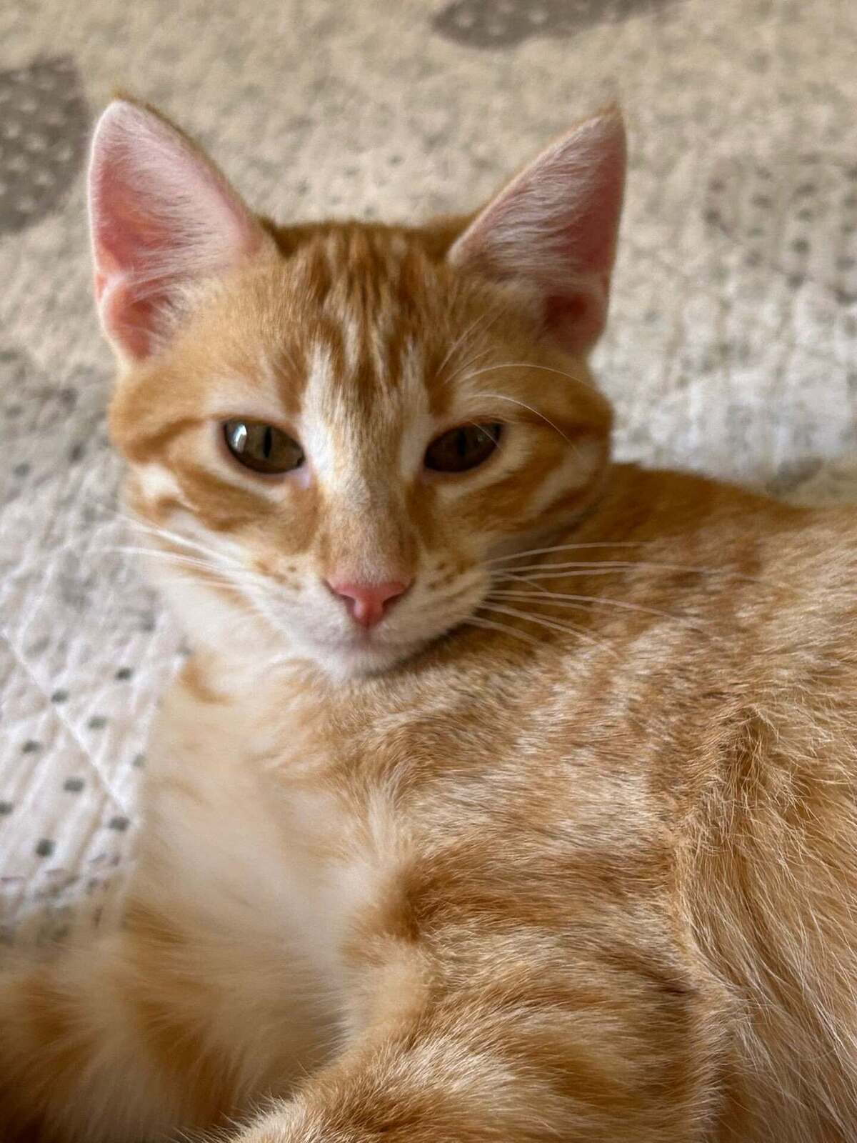 Adoption Theodore et Archibald