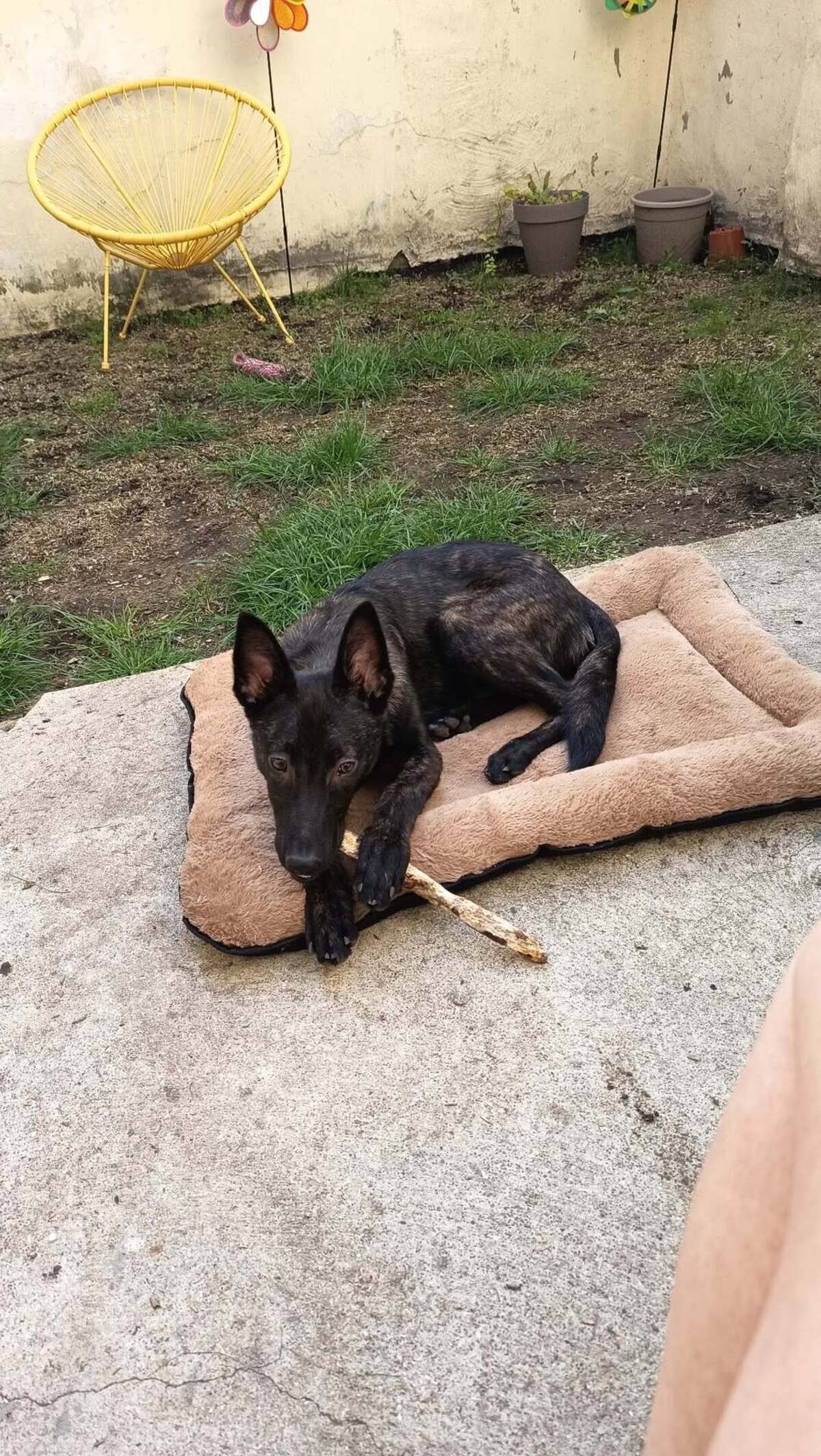 Adoption Akira