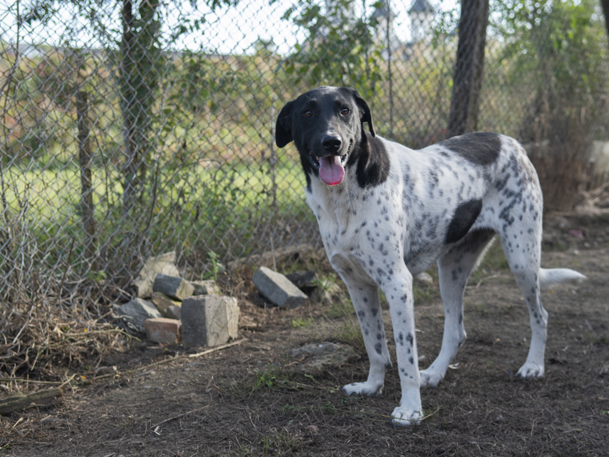 Adoption Kenza