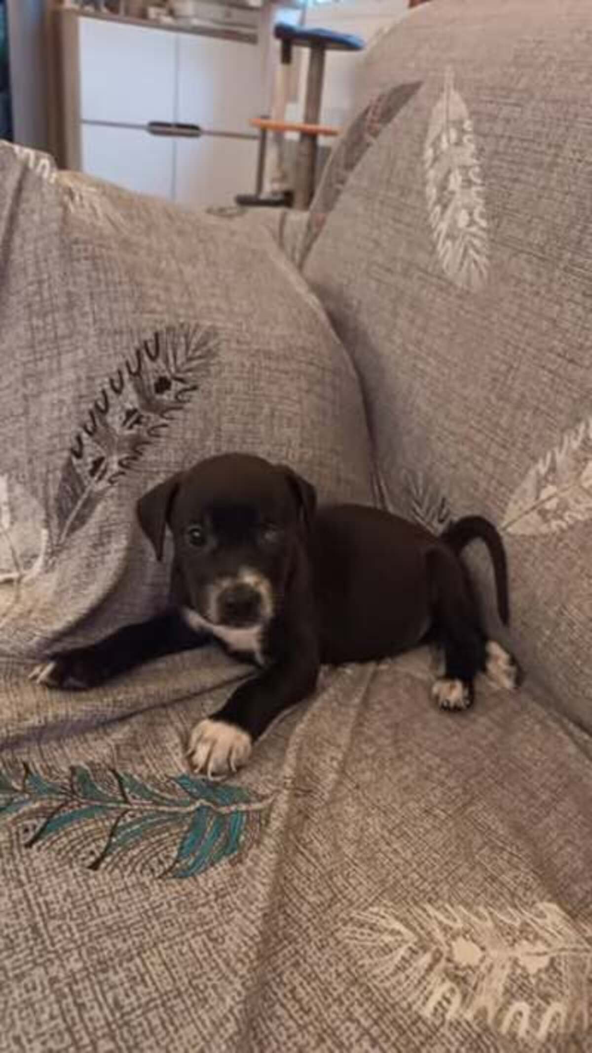 Adoption Nova