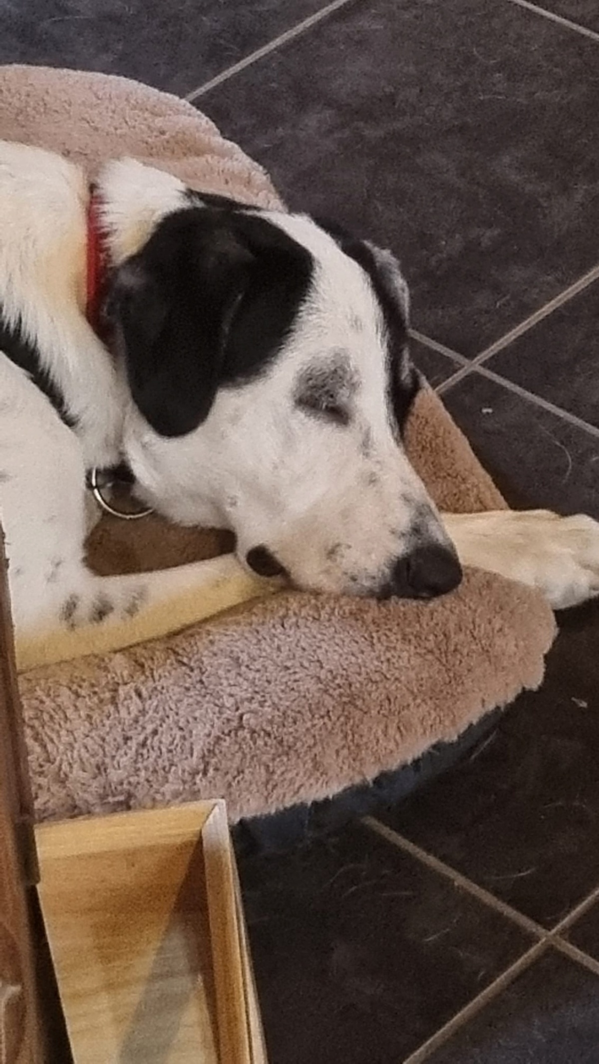 Adoption Tasha