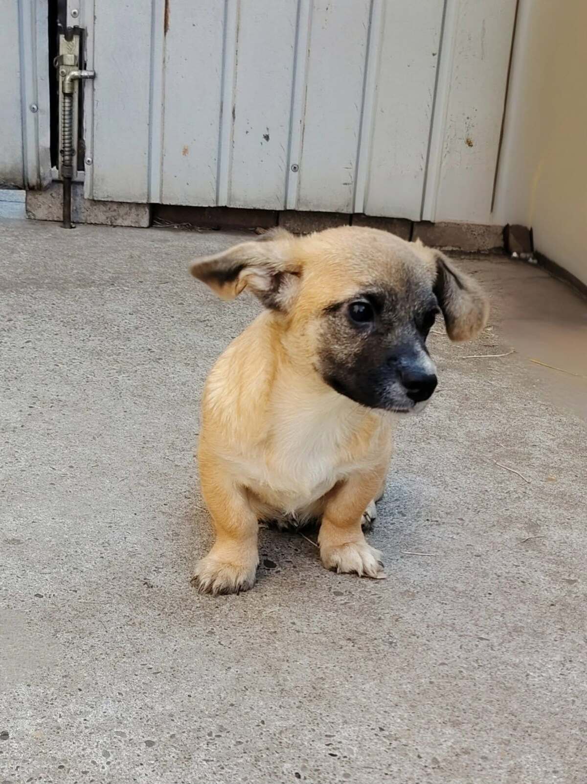 Adoption Soan
