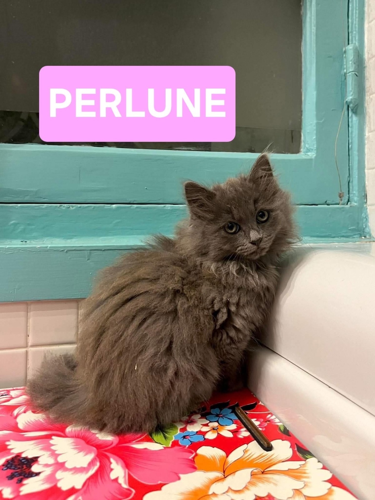 Adoption Nuage et Perlune Duo 