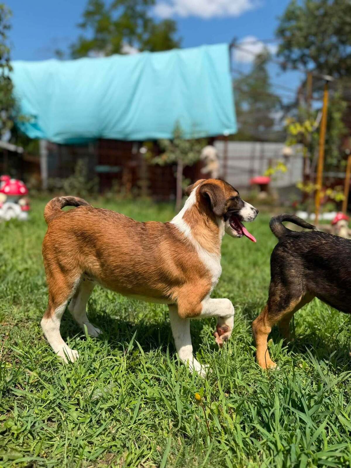 Adoption CALENDULA