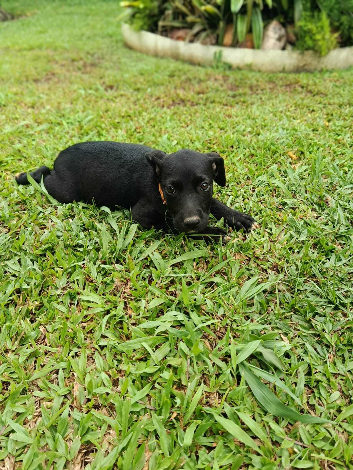 Adoption Peekie