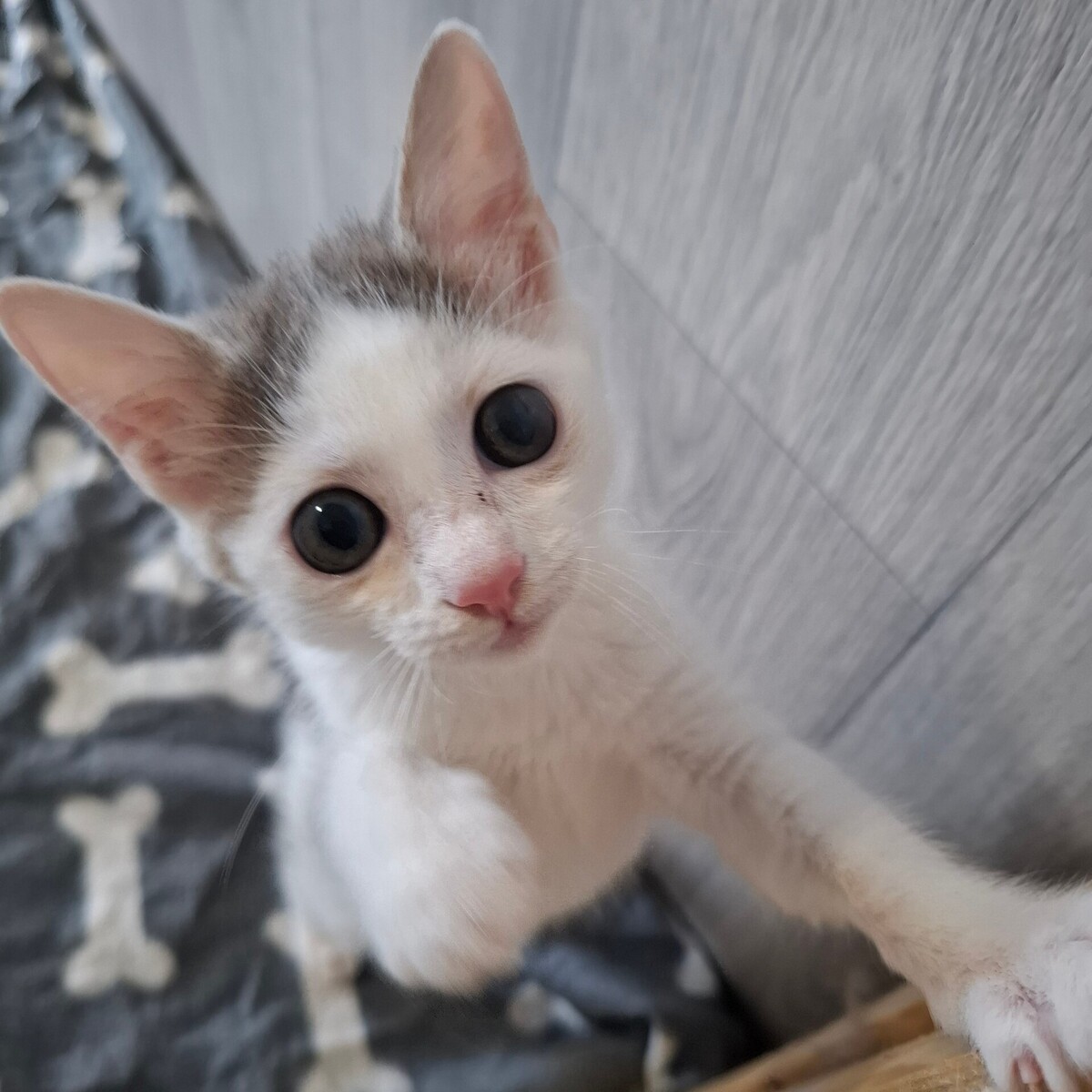 Adoption BRAILLOU