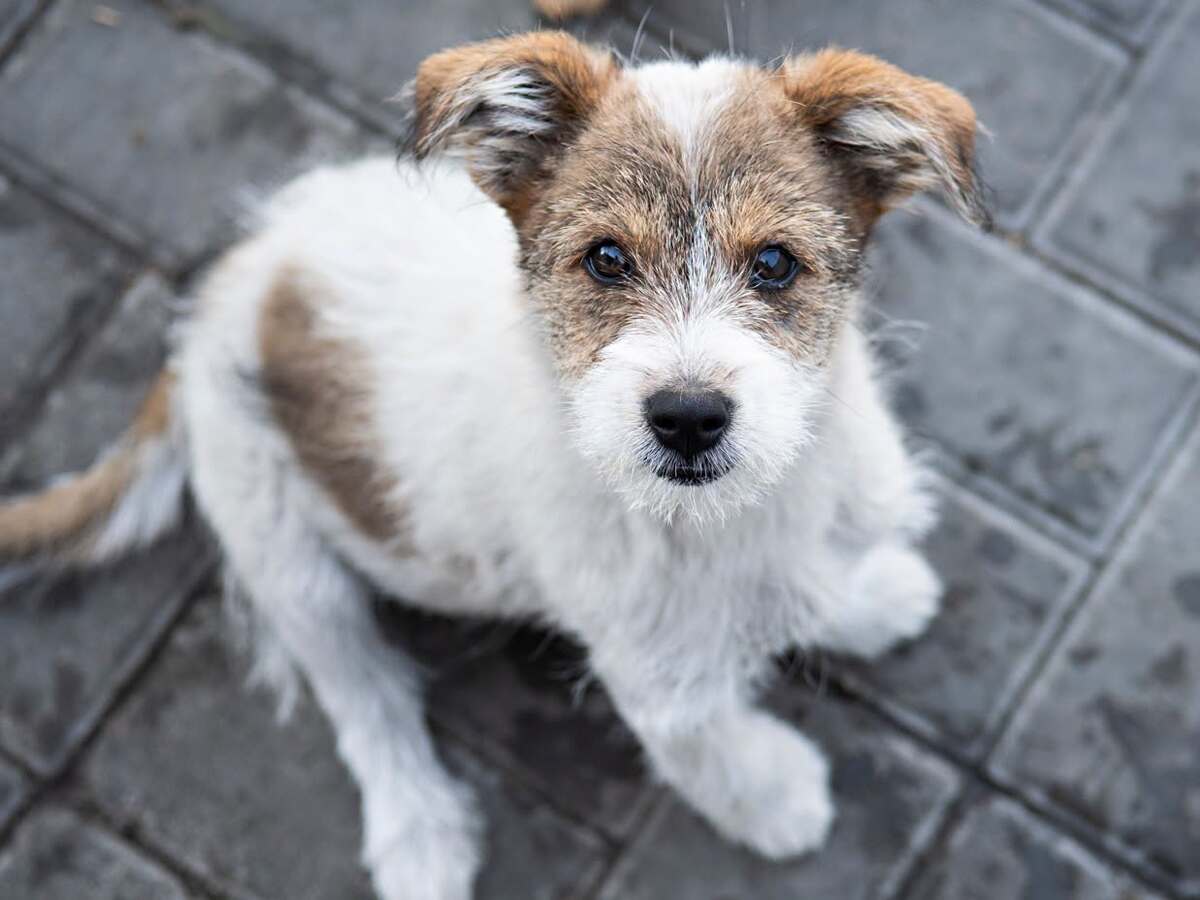 Adoption Guimauve