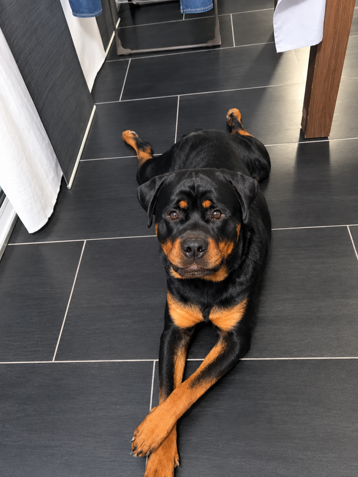 Adoption Pétrus