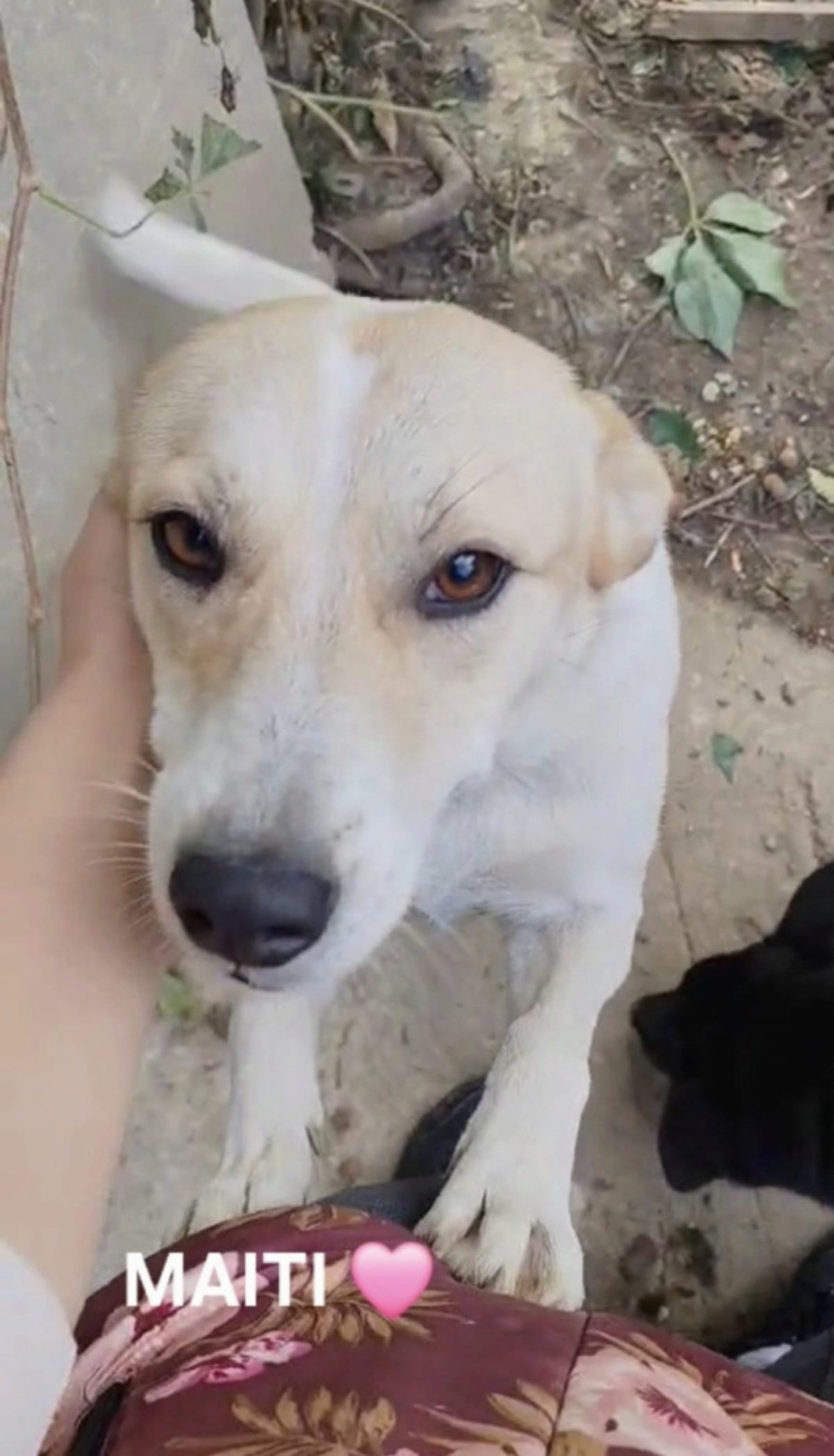 Adoption Maiti