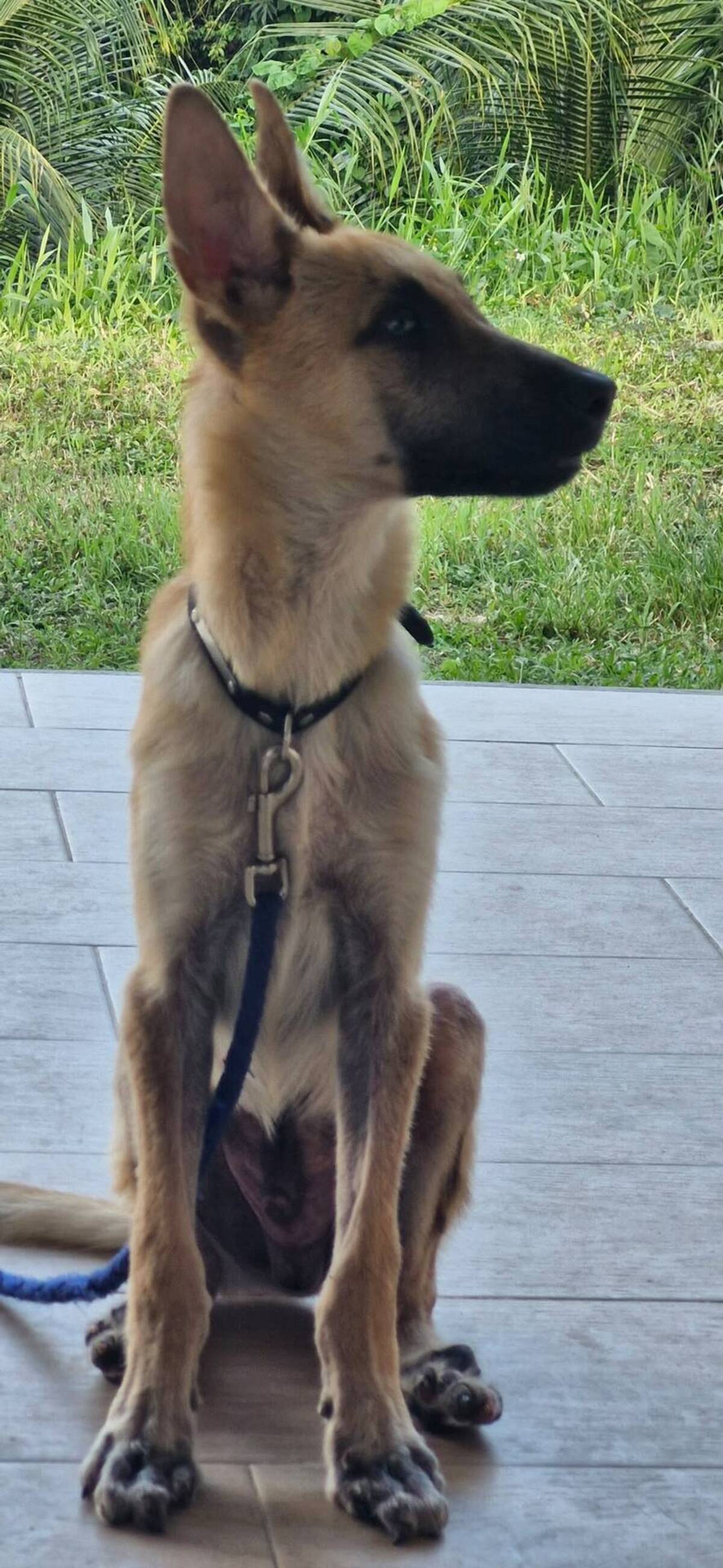Adoption Ulysse