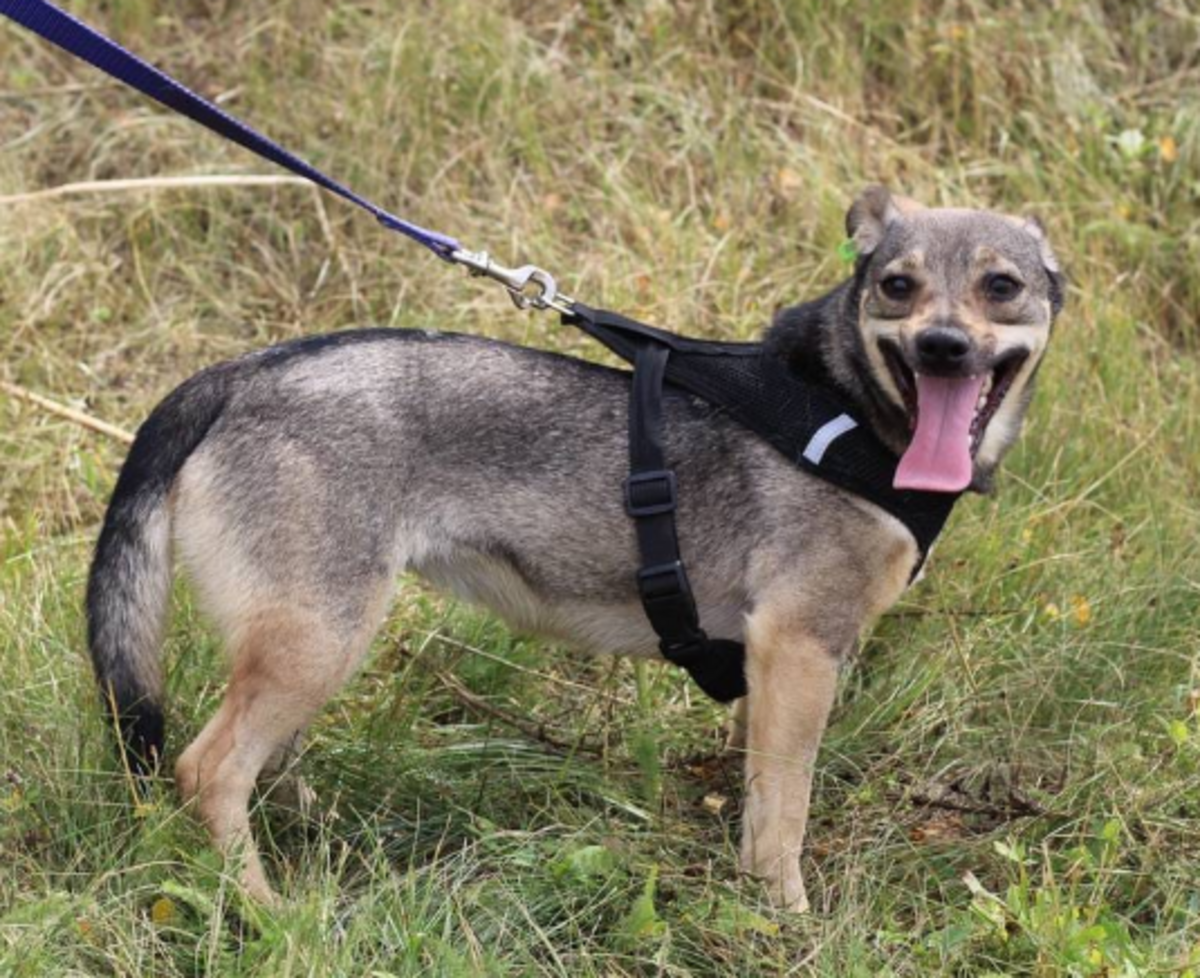 Adoption MOLLY, chien de Ukraine
