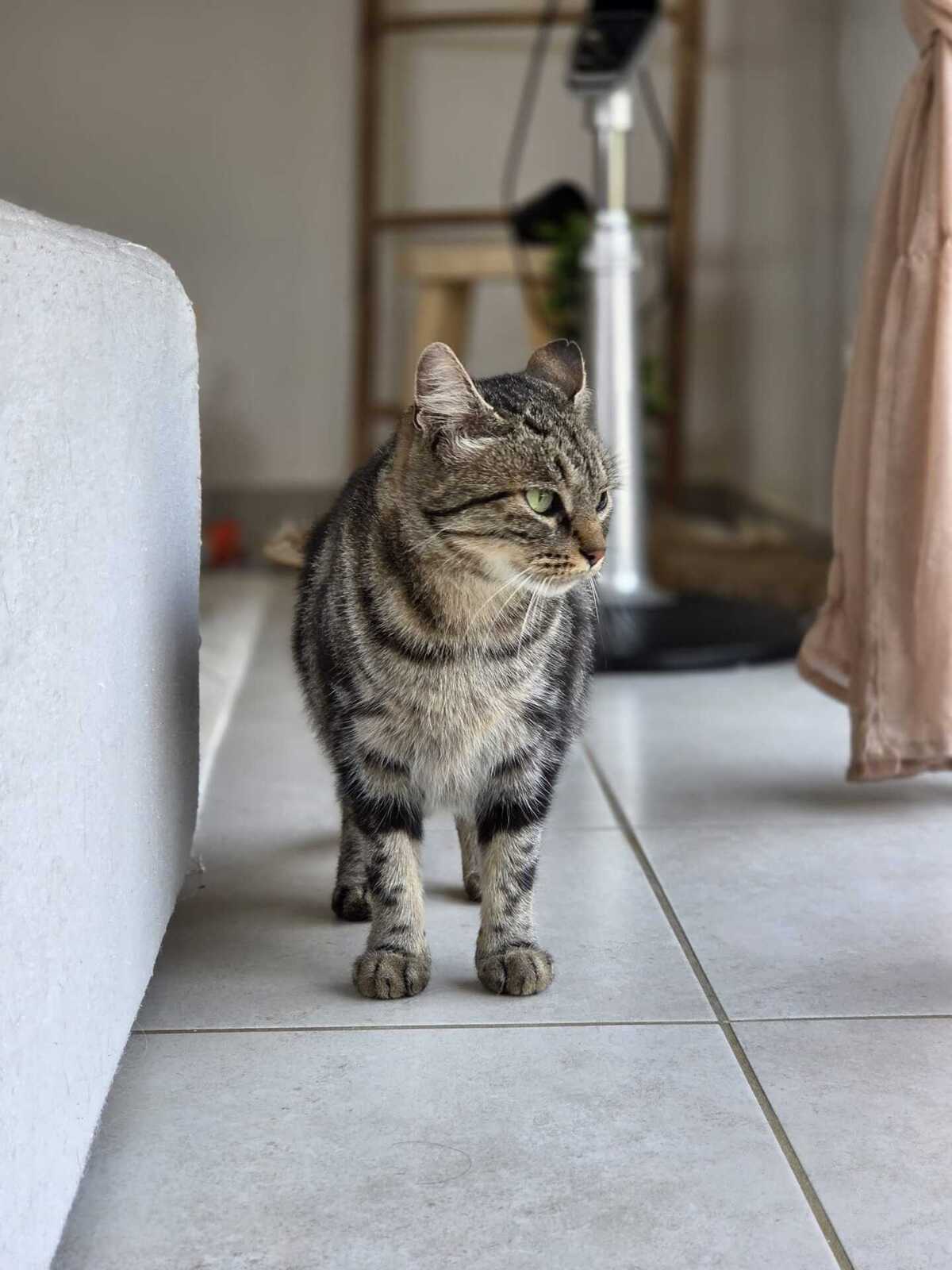 Adoption Bryony