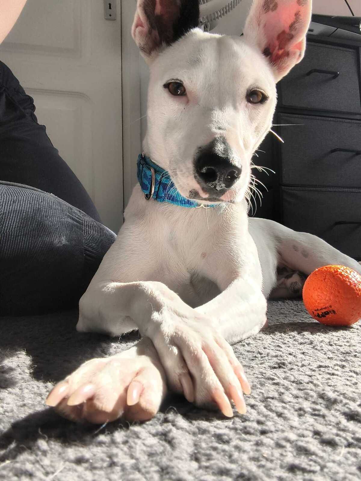 Adoption Tayson
