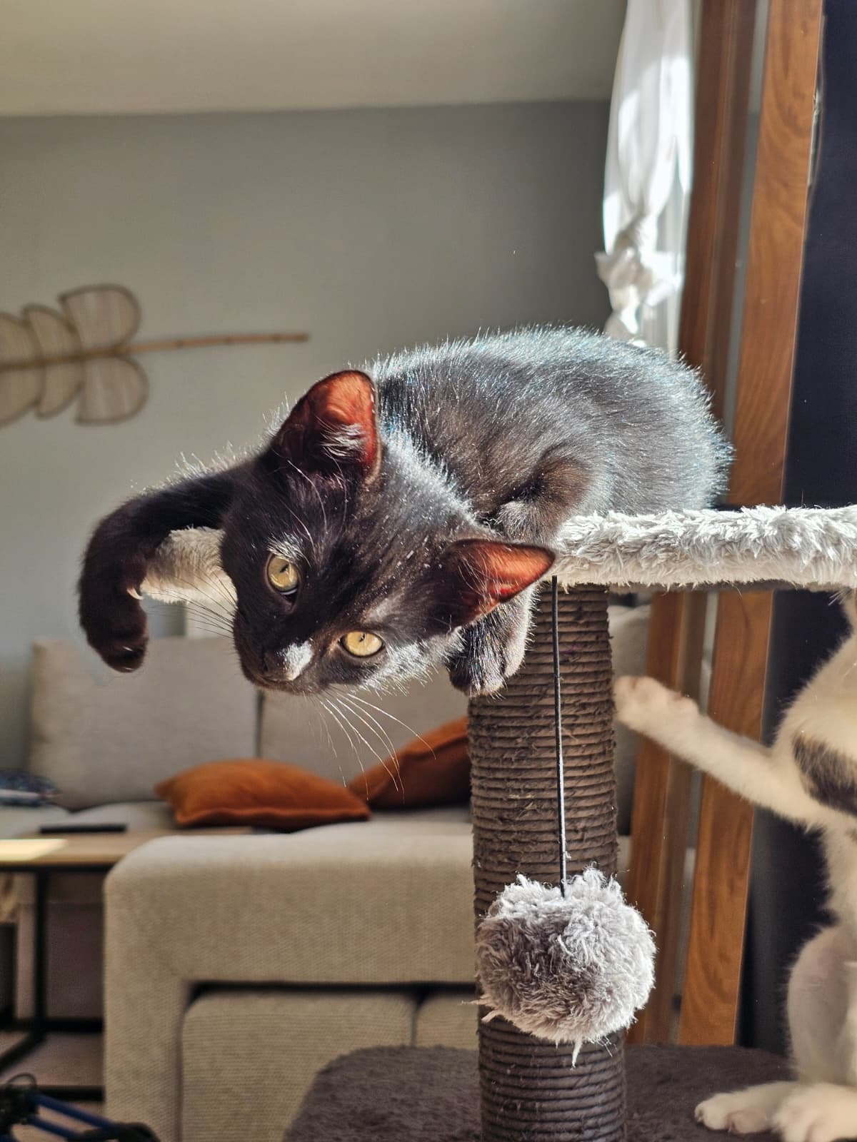 Adoption Barbouille