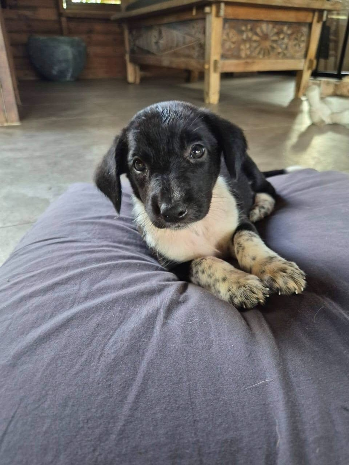 Adoption Yuka
